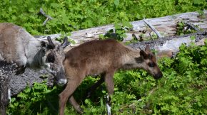 Reindeer baby and its mum