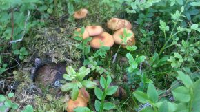 Wild mushrooms in the forest close by