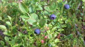 Blueberry picking during your stay in Eriklinna perhaps?